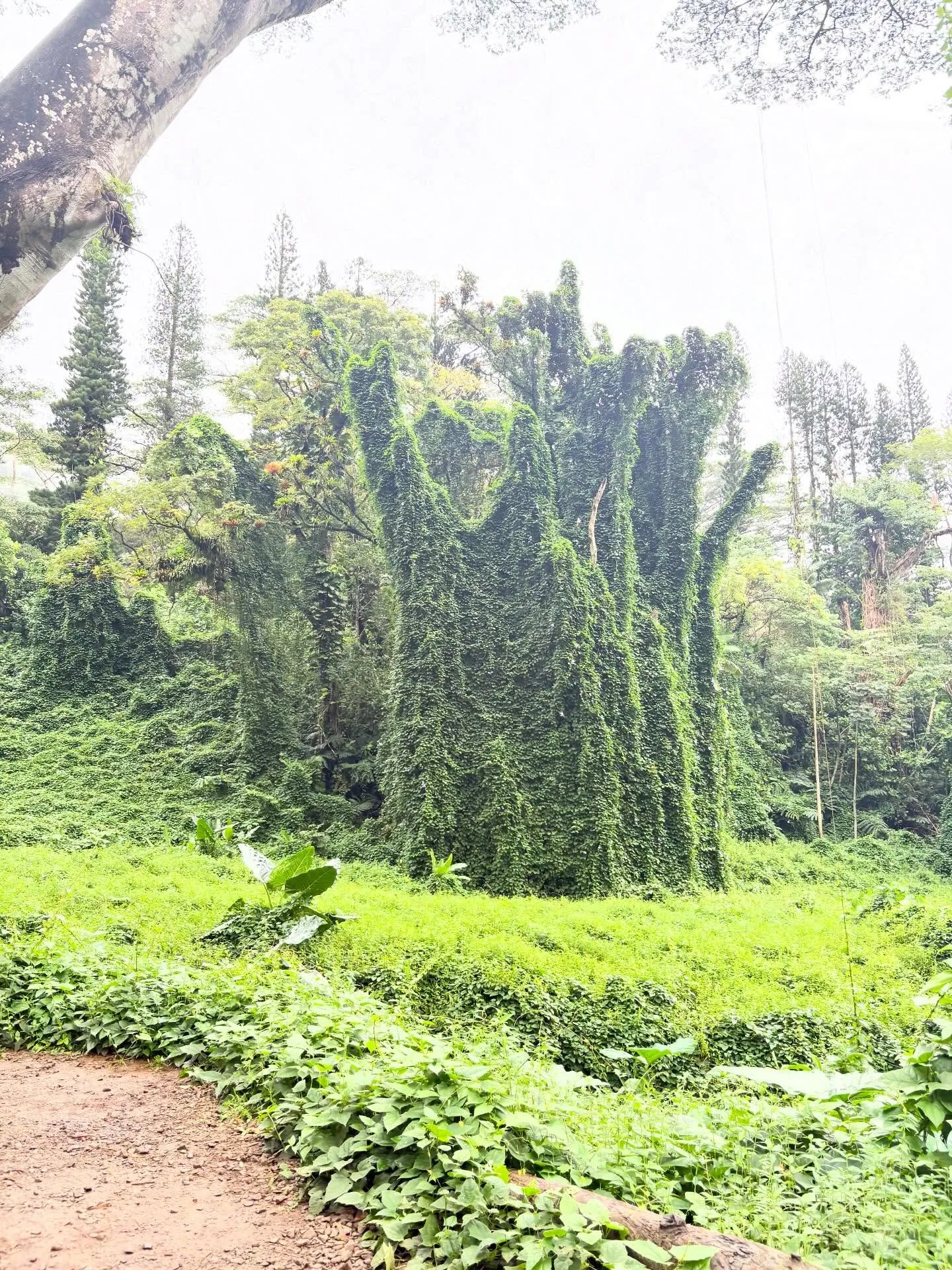 去年の12月ハワイで解剖実習に行きました
