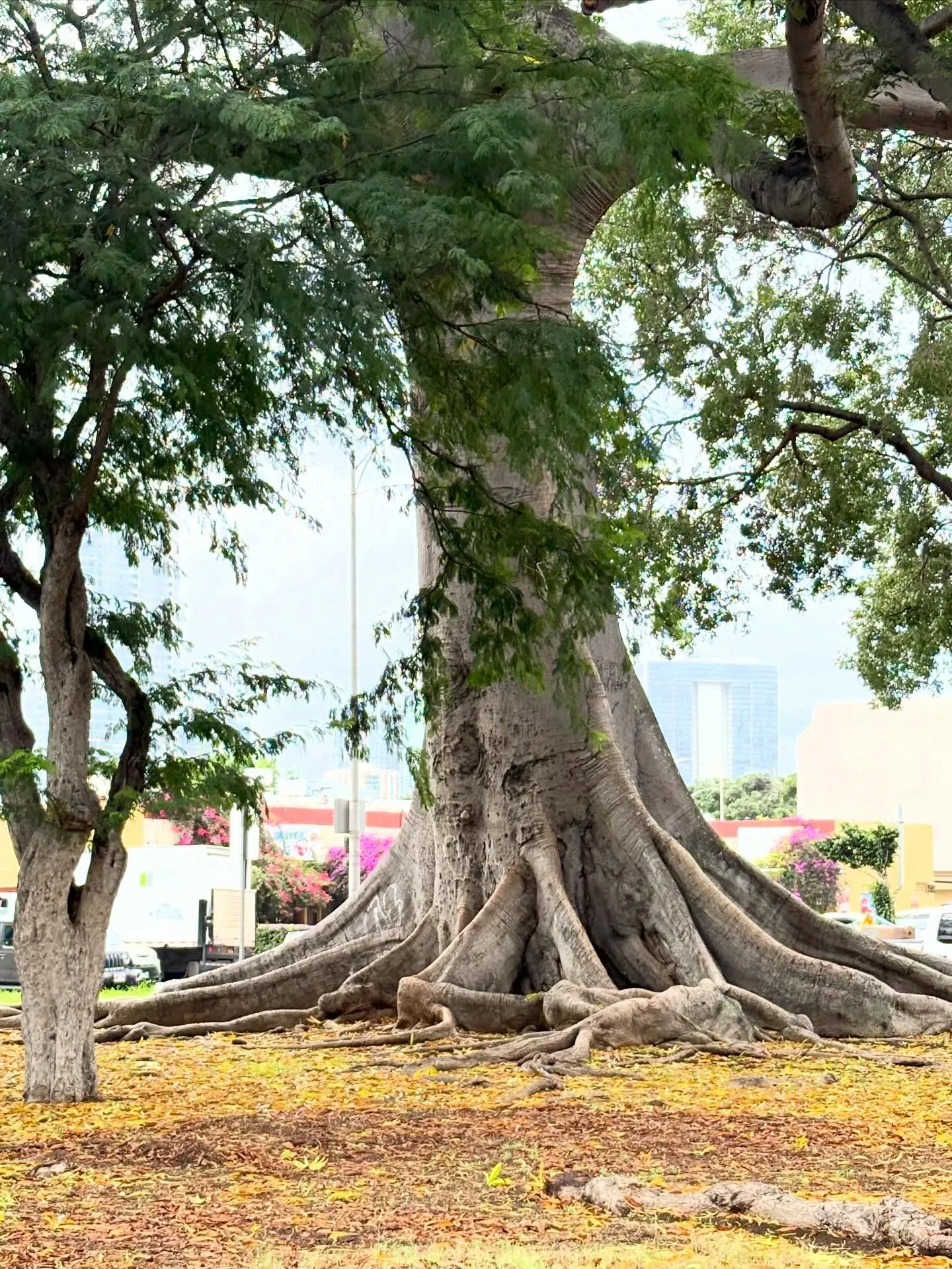 去年の12月ハワイで解剖実習に行きました